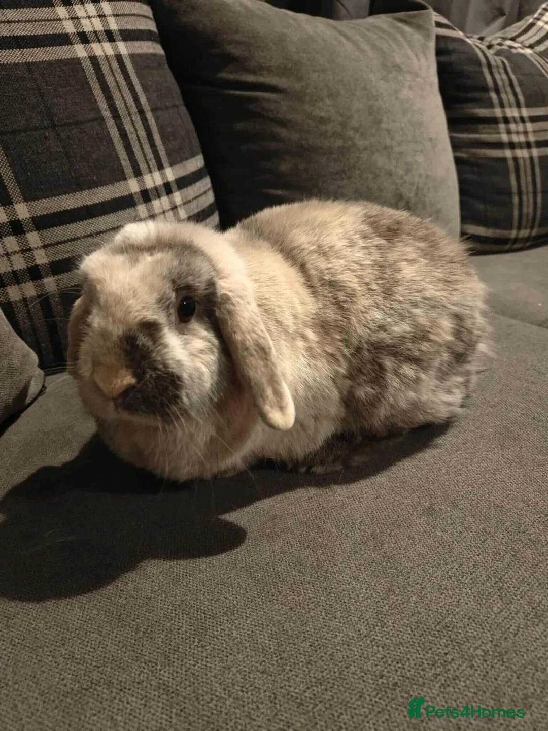 Mixed Breed rabbits for sale: 3 rabbits free free free  - Advert 3