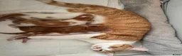 Mixed Breed cats for sale: Gorgeous ginger kittens  - Advert 23