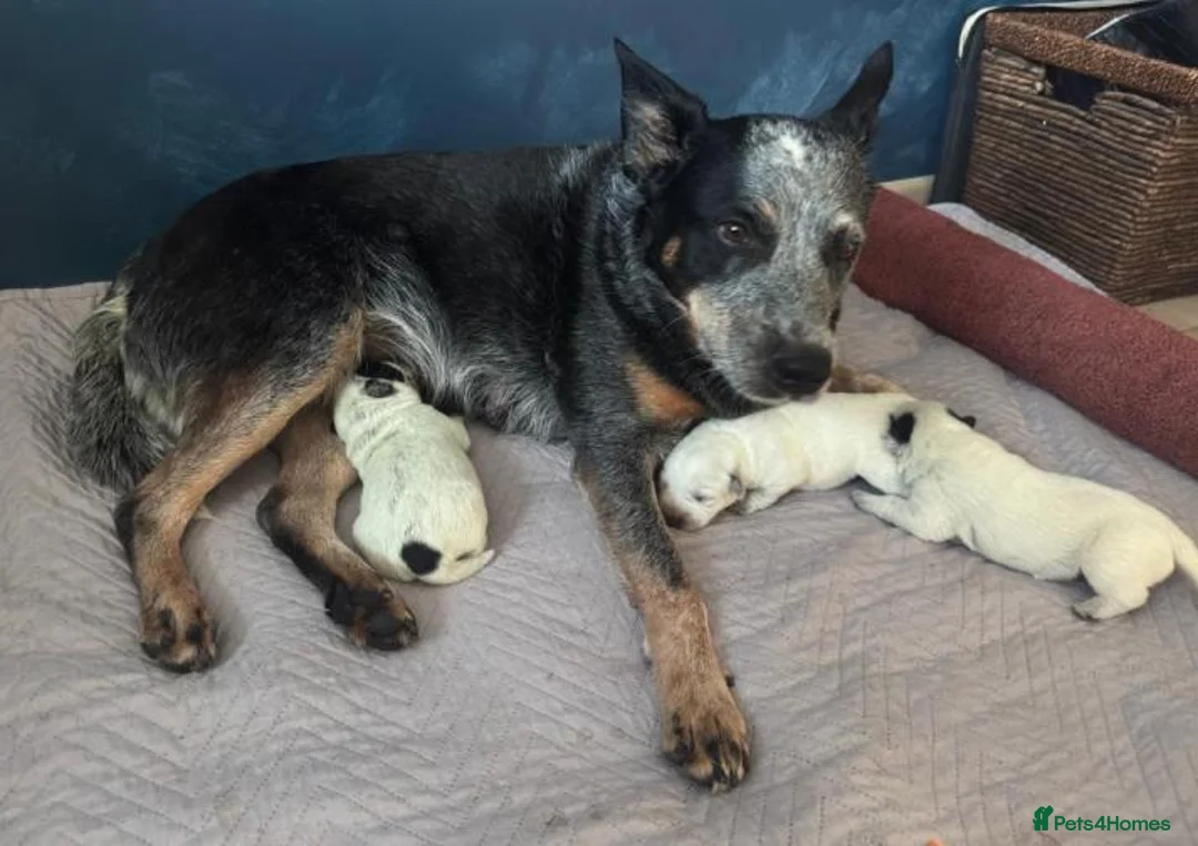 Australian Cattle Dog dogs for sale: Spark of the Outback in Every Curious Little Face in Belfast - Advert 2