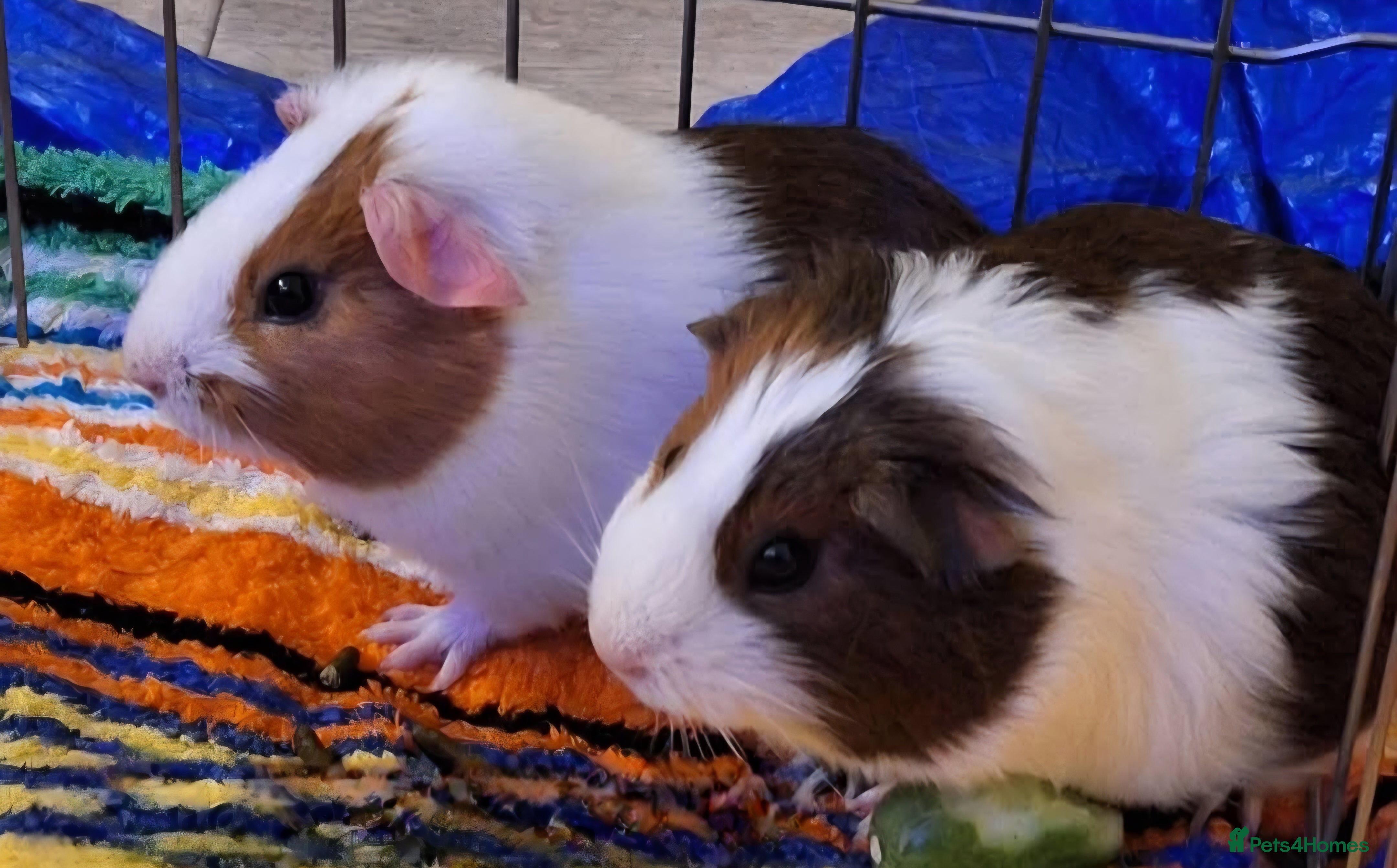 Guinea Pig rodents Guinea - Advert 15