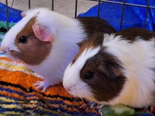 Guinea Pig rodents Guinea - Advert 1