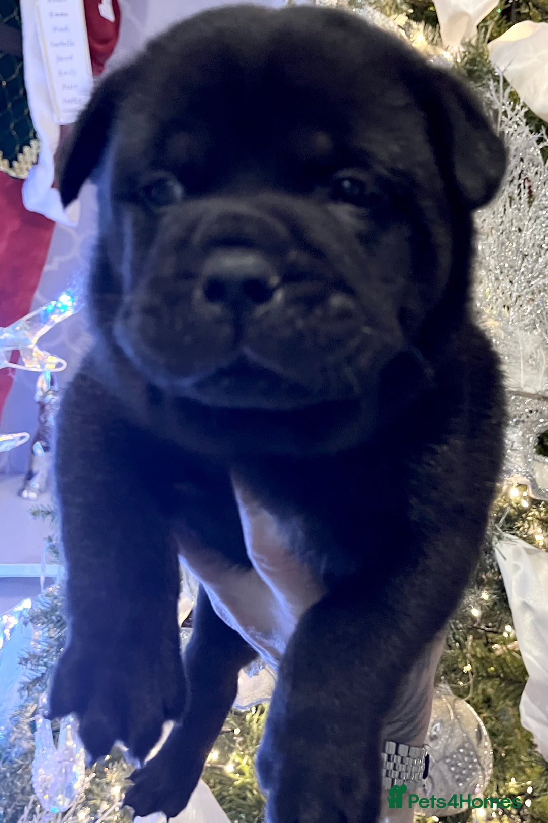 Mixed Breed dogs for sale: 5 frow frow puppies! 😍 - Advert 4