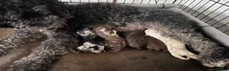 Sheepadoodle dogs for sale: Sheepadoodle puppies  - Advert 15