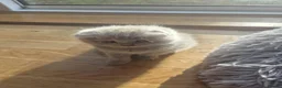 Scottish Fold cats for sale: Scottish fold and straight, girl, boy in Nottingham - Advert 20