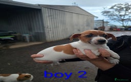 Jack Russell dogs for sale: Fluffiers jack russells - Image 1