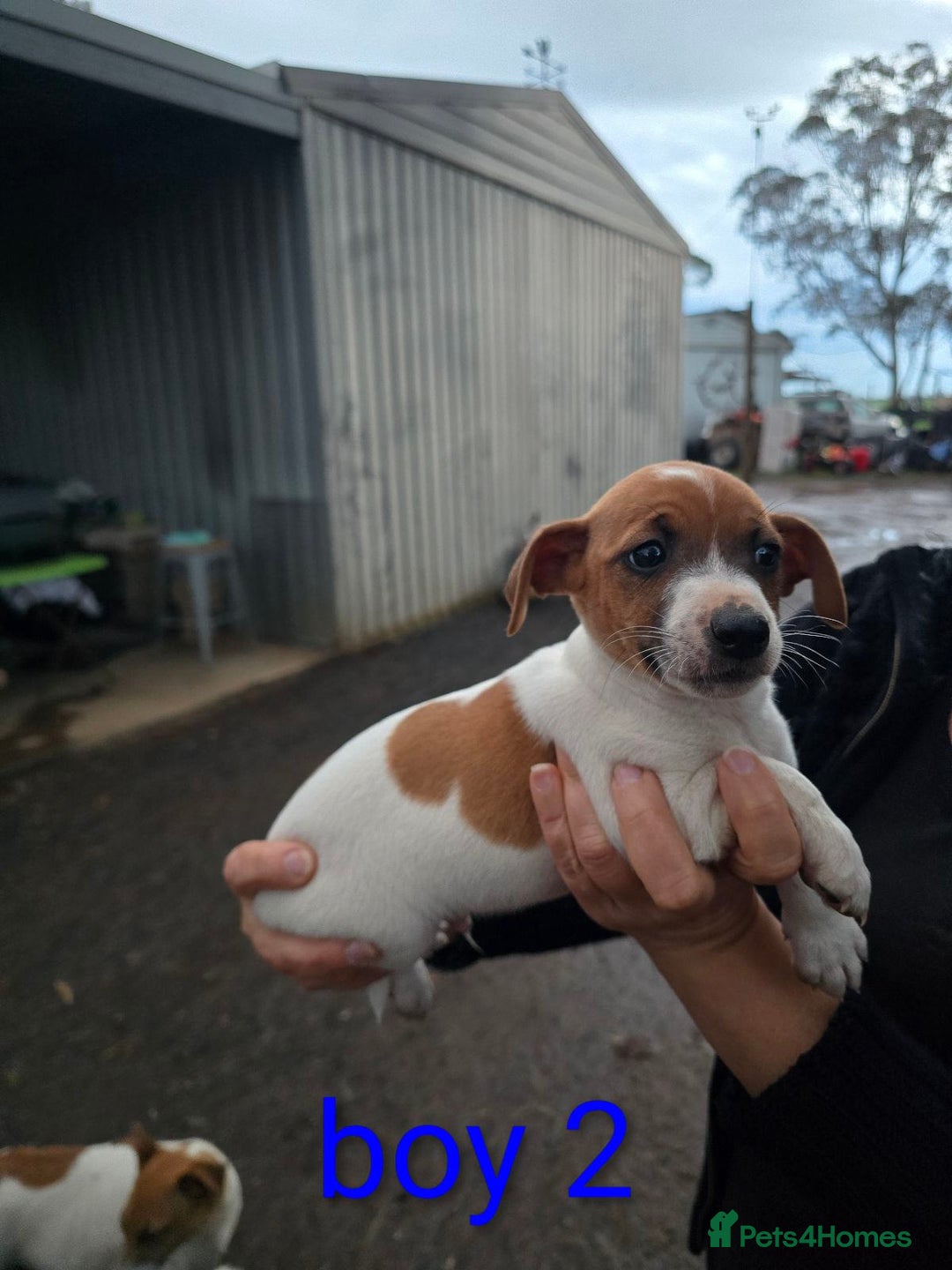 Jack Russell dogs for sale: Fluffiers jack russells - Image 1