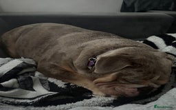 English Bulldog dogs for sale: Female English Bulldog - Image 8