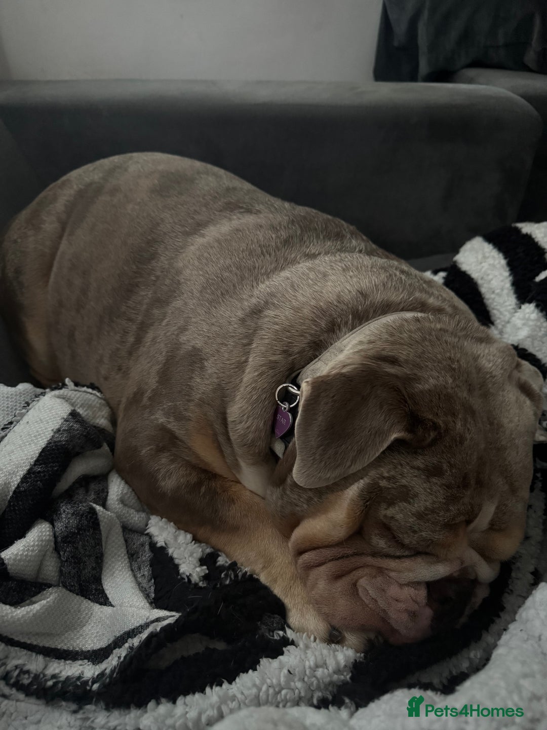 English Bulldog dogs for sale: Female English Bulldog - Image 8