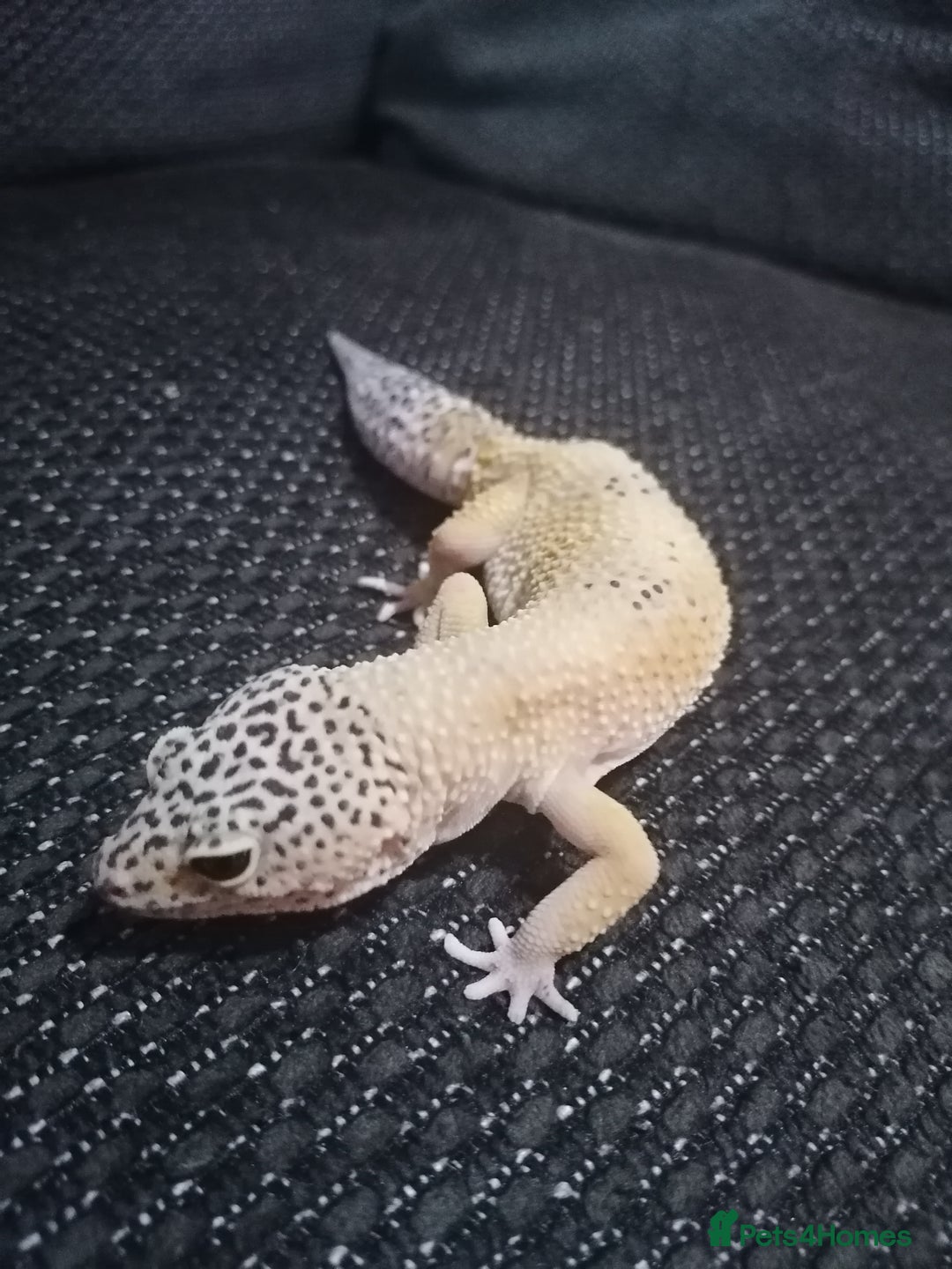 Leopard Gecko reptiles for sale: Leopard Gecko  - Image 3