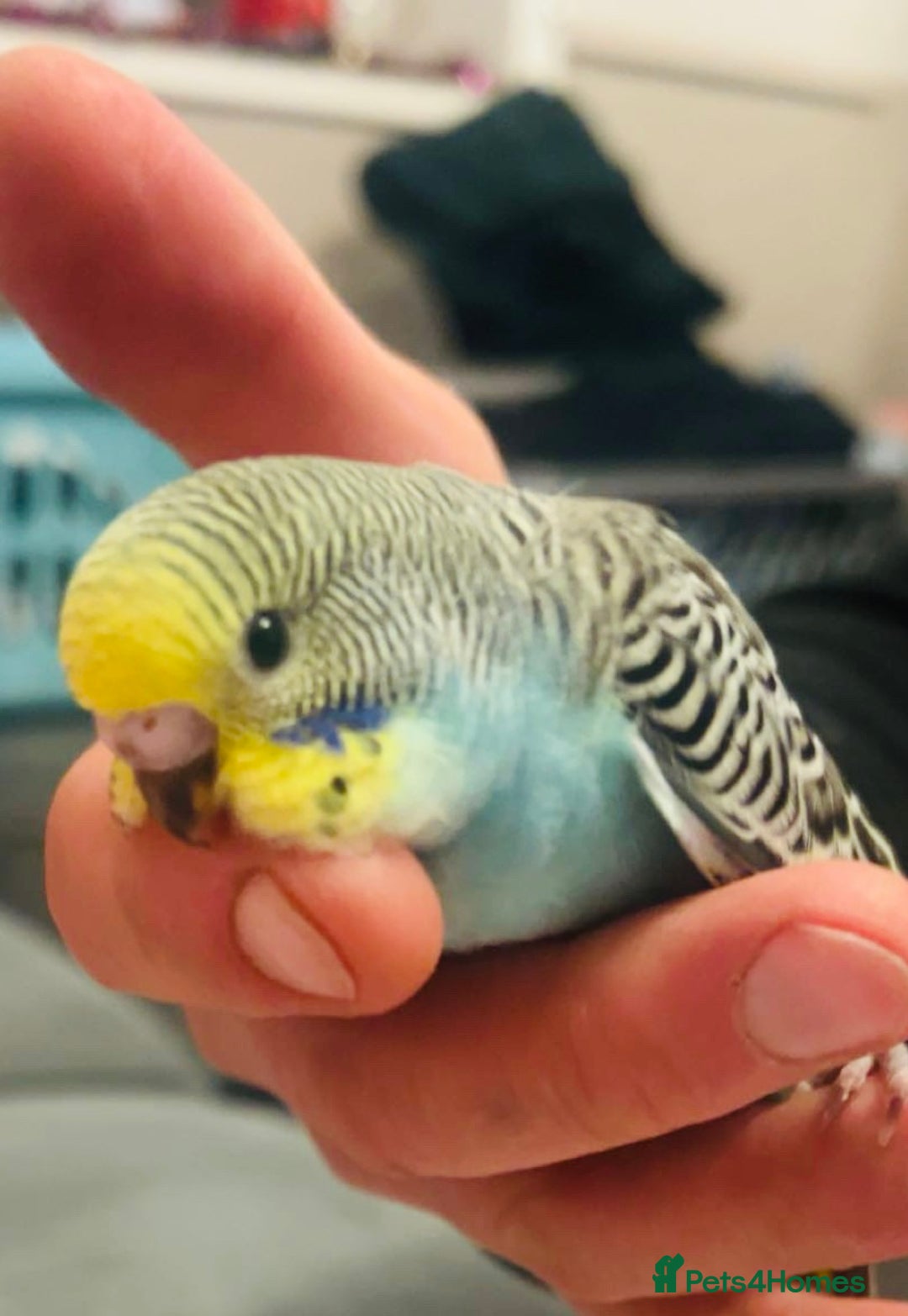 Budgerigars birds for sale: Baby budgies  - Advert 4