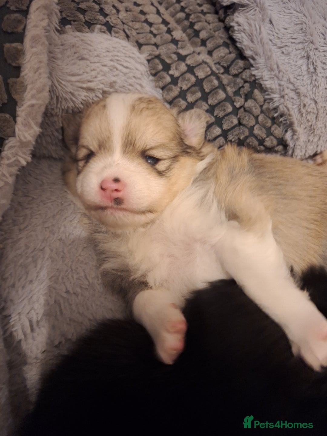 Pomeranian dogs for sale: Little cuties - Advert 31