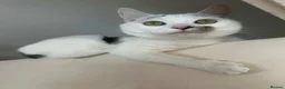 Mixed Breed cats for sale: In need of a loving home - Advert 7
