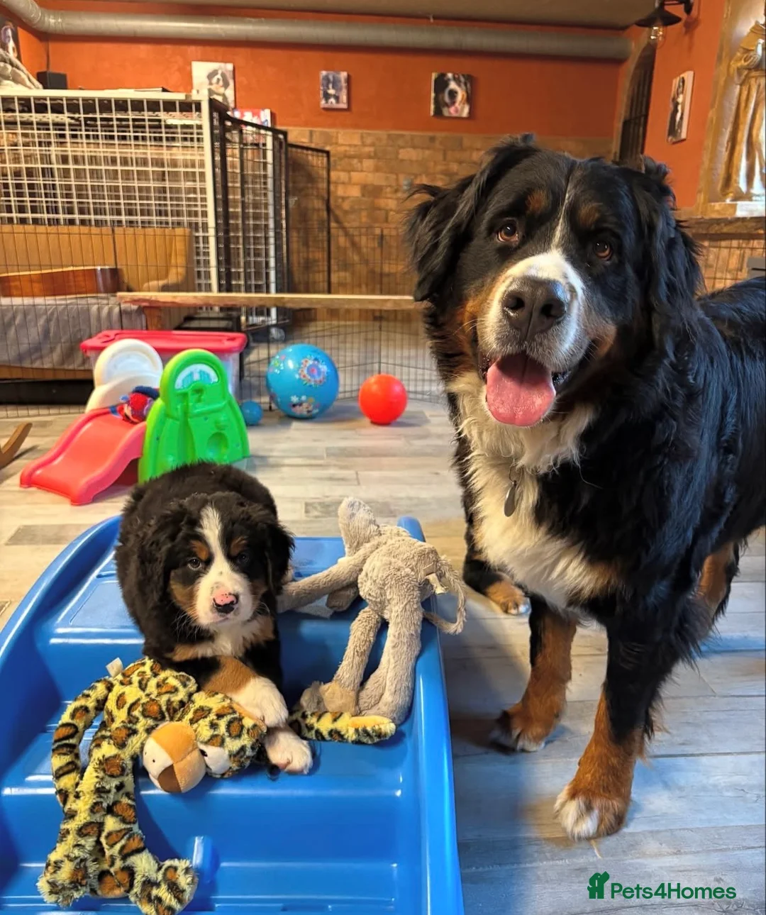 Bernese Mountain Dog dogs for sale: Kc Registered Bernese mountain pups in Manchester - Advert 11