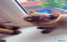 British Shorthair cats for sale: Pure cinnamon British short hair - Image 5