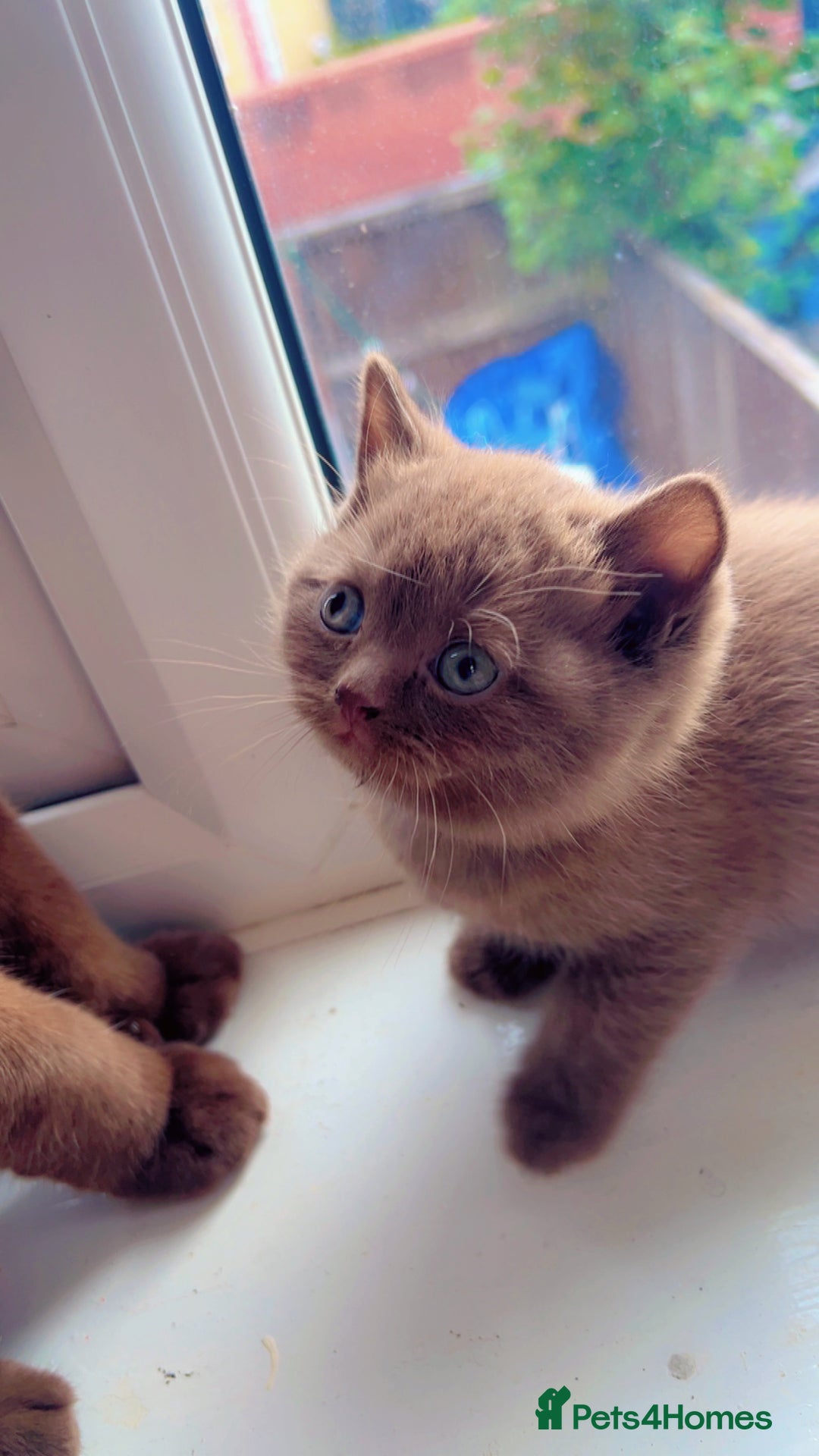 British Shorthair cats for sale: Pure cinnamon British short hair - Image 5