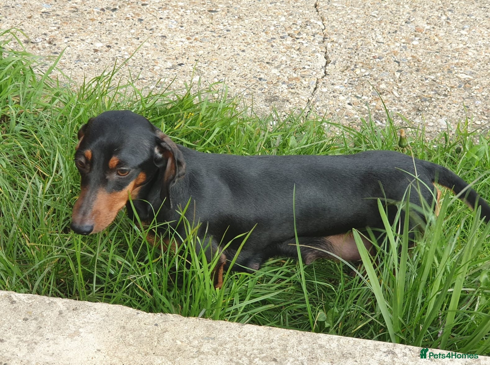 Miniature Dachshund dogs 🌟 Stunning minture dachshund Puppies  🌟 - Advert 2