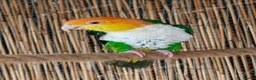 Parrots birds for sale: RARE Pair of Green-Thighed Caiques - Advert 7