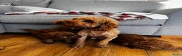 Toy Poodle dogs for sale: Beautiful Toy Poodle Puppies All Red Boys in Hoddesdon - Advert 18