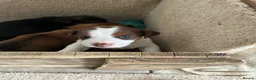 Jack Russell dogs for sale: Pure jack russell pup  in Stockton-on-Tees - Advert 4