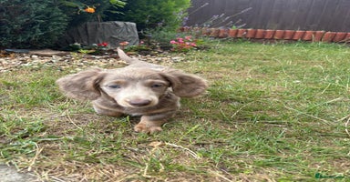Miniature Dachshund dogs - Advert 5