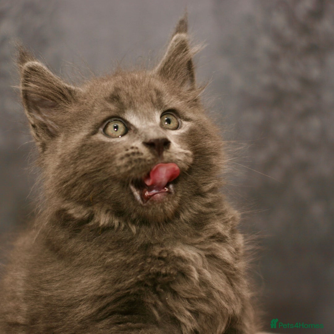 Maine Coon cats for sale: Mainecoon kittens TICA REGISTERED stunning - Advert 11