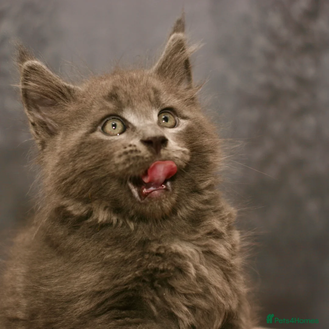 Maine Coon cats for sale: Mainecoon kittens TICA REGISTERED stunning - Advert 15