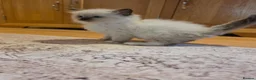 Ragdoll cats for sale: Seal mitted ragdoll kittens ready 26/9 - Advert 1