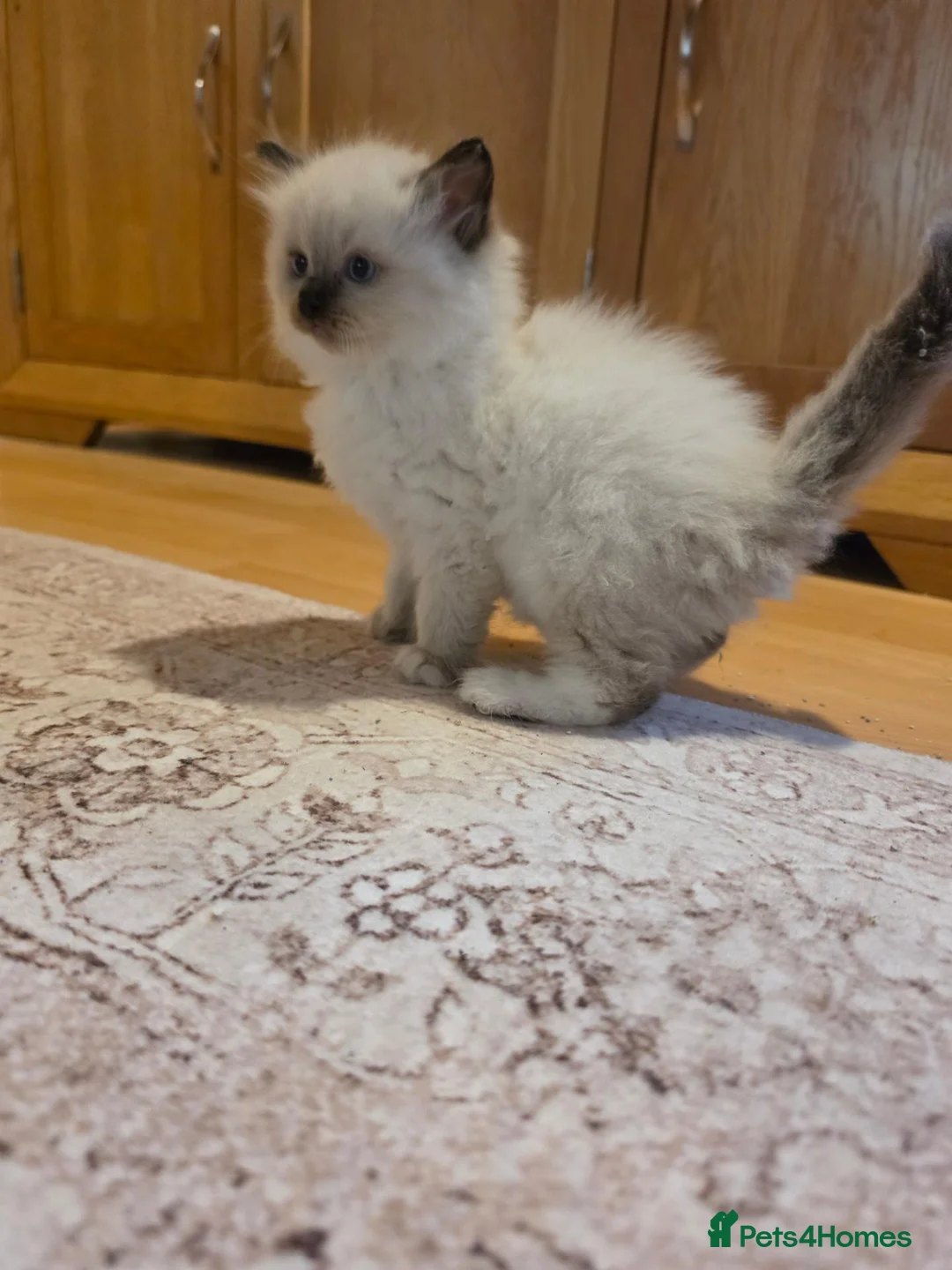 Ragdoll cats for sale: Seal mitted ragdoll kittens ready 26/9 - Advert 1