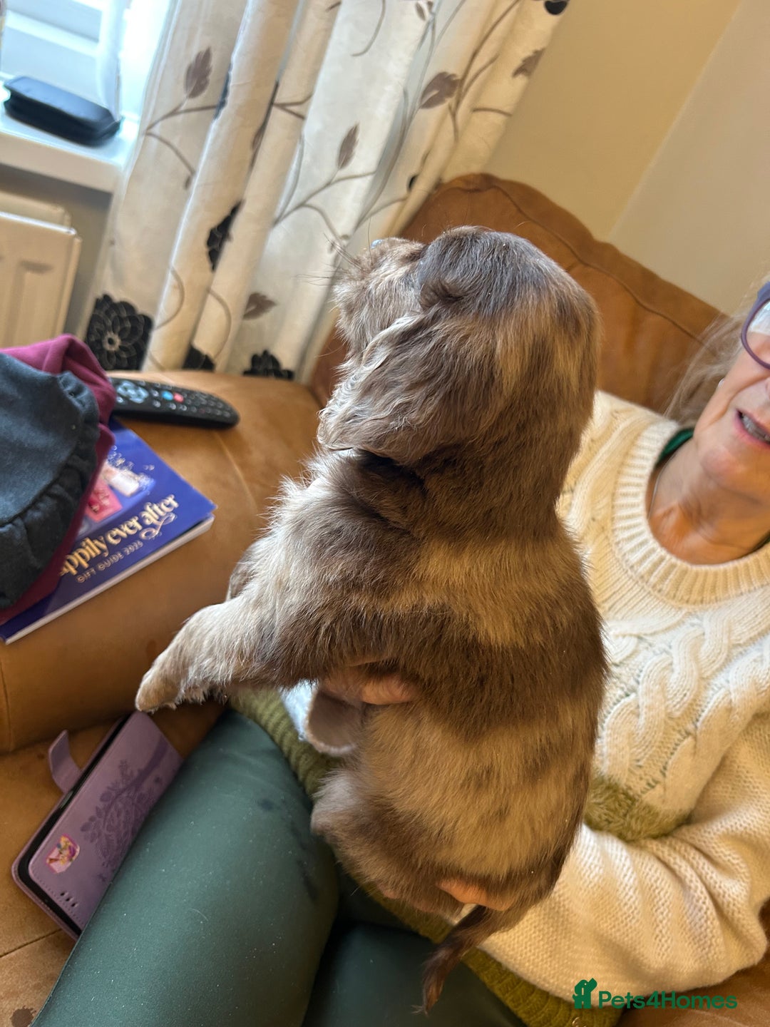 Cocker Spaniel dogs for sale: Cracking Cocker Spaniels  - Image 9