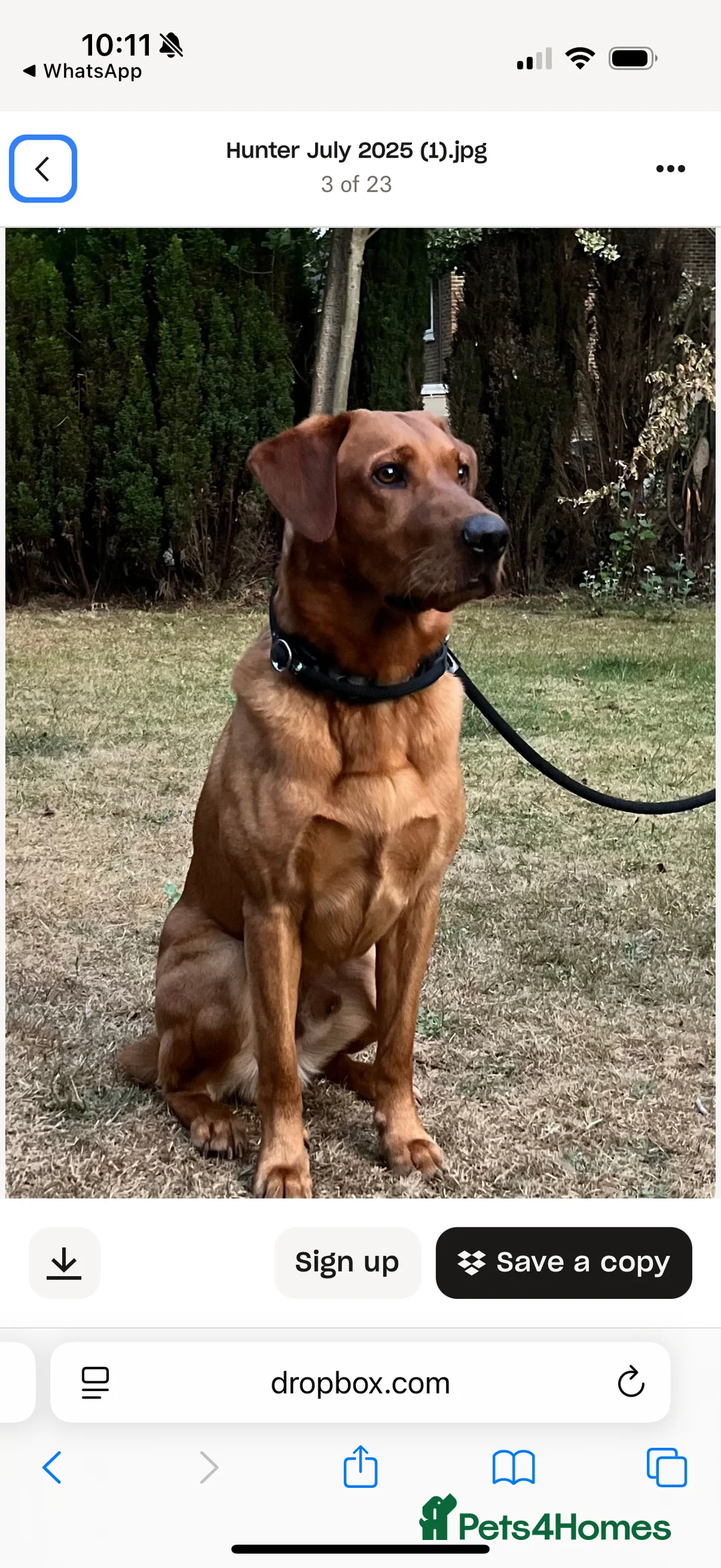 Labrador Retriever dogs for sale: KC Registered Labrador Retriever Puppies - Advert 5