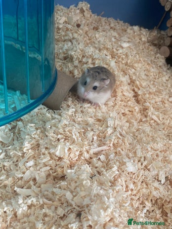 Hamster rodents in Havant - Advert 10
