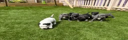 Staffordshire Bull Terrier dogs for sale: Staffordshire bull terriers for sale  - Advert 27