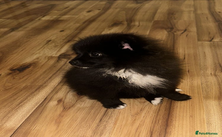Pomeranian dogs - Advert 1