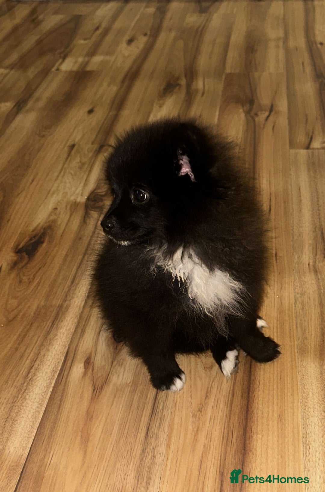 Pomeranian dogs for sale: Pomeranian puppy for sale - Image 1