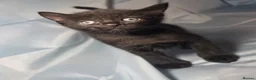 Mixed Breed cats for sale: BeautifulBlack Smoke Kittens Ready for Reservation - Advert 5