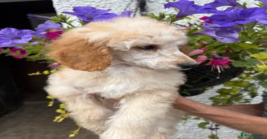 Miniature Poodle dogs in Lanark - Advert 4