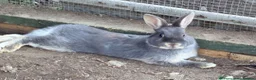 Netherland Dwarf rabbits for sale: New Zealand pair for 40 - Advert 2