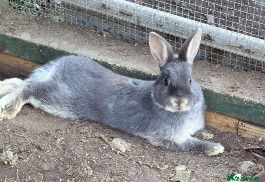 Netherland Dwarf rabbits for sale: New Zealand pair for 40 - Advert 2