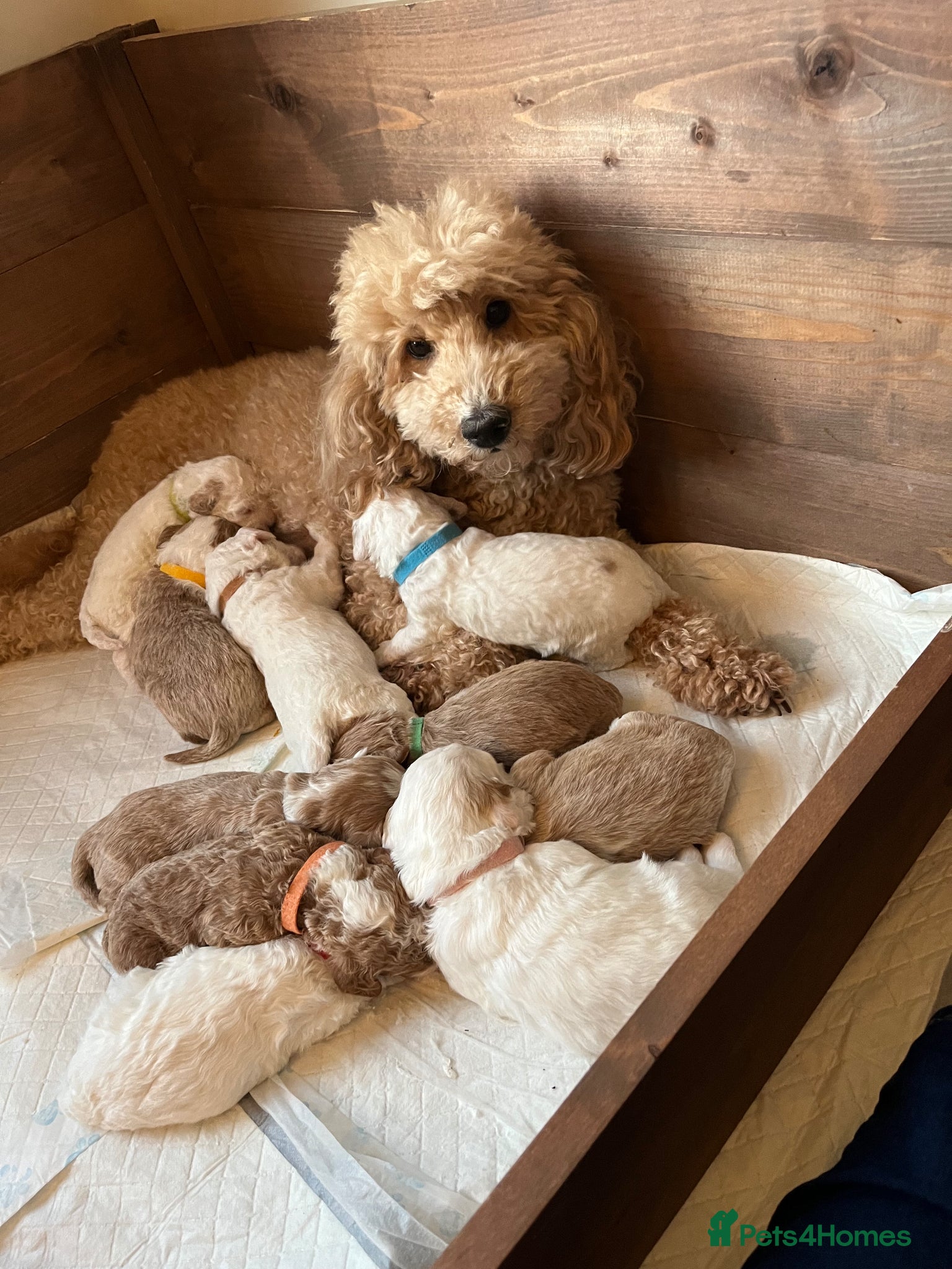 Australian Labradoodle dogs AUSTRALIAN LABRADOODLES - Health Tested - Advert 1