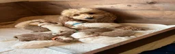 Australian Labradoodle dogs for sale: AUSSIE DOODLE - Health Tested - Advert 4