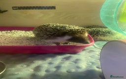Pygmy Hedgehog rodents for sale: African Pygmy hedgehog and set up 8 months old  - Image 2