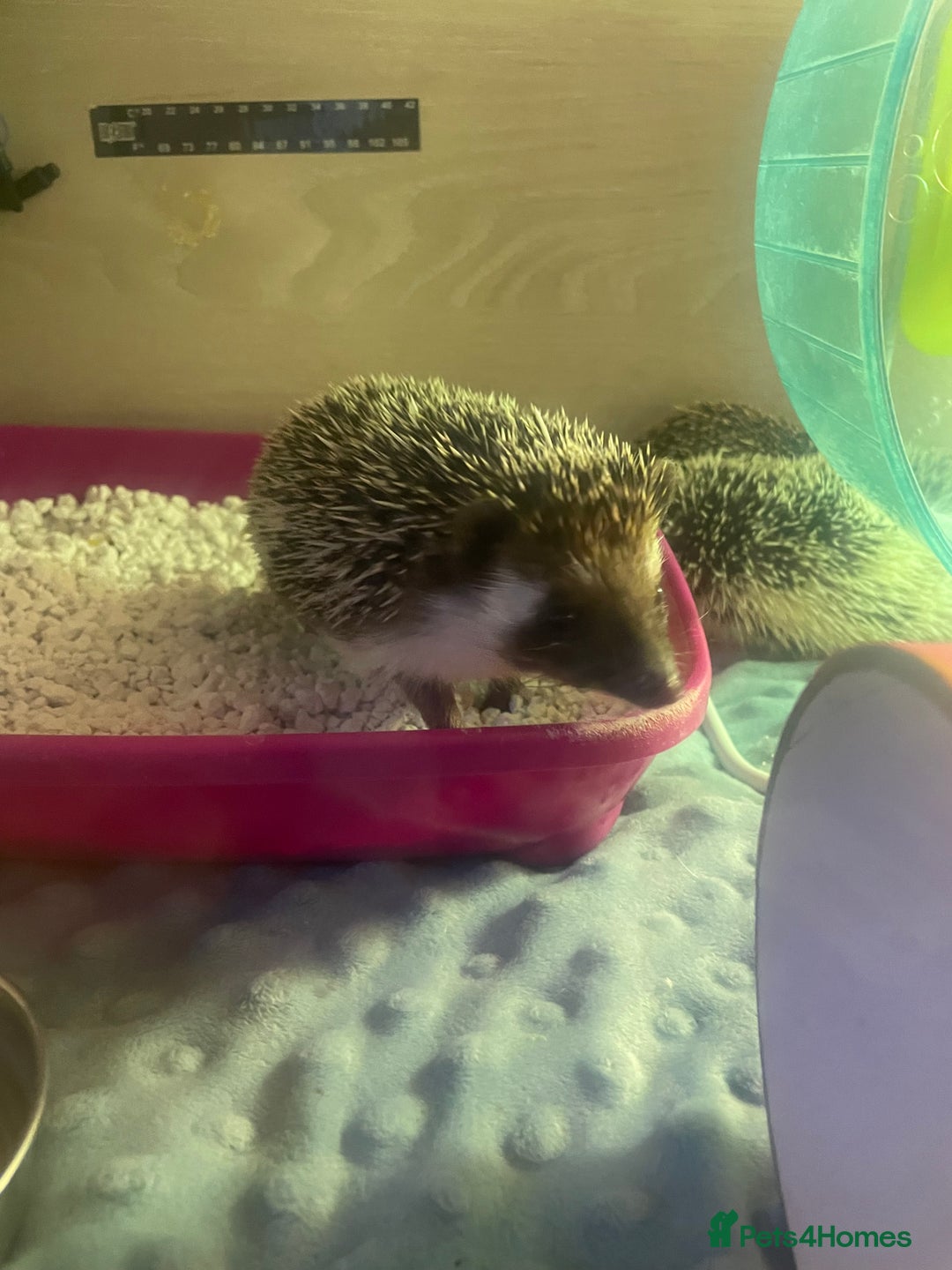 Pygmy Hedgehog rodents for sale: African Pygmy hedgehog and set up 8 months old  - Image 2