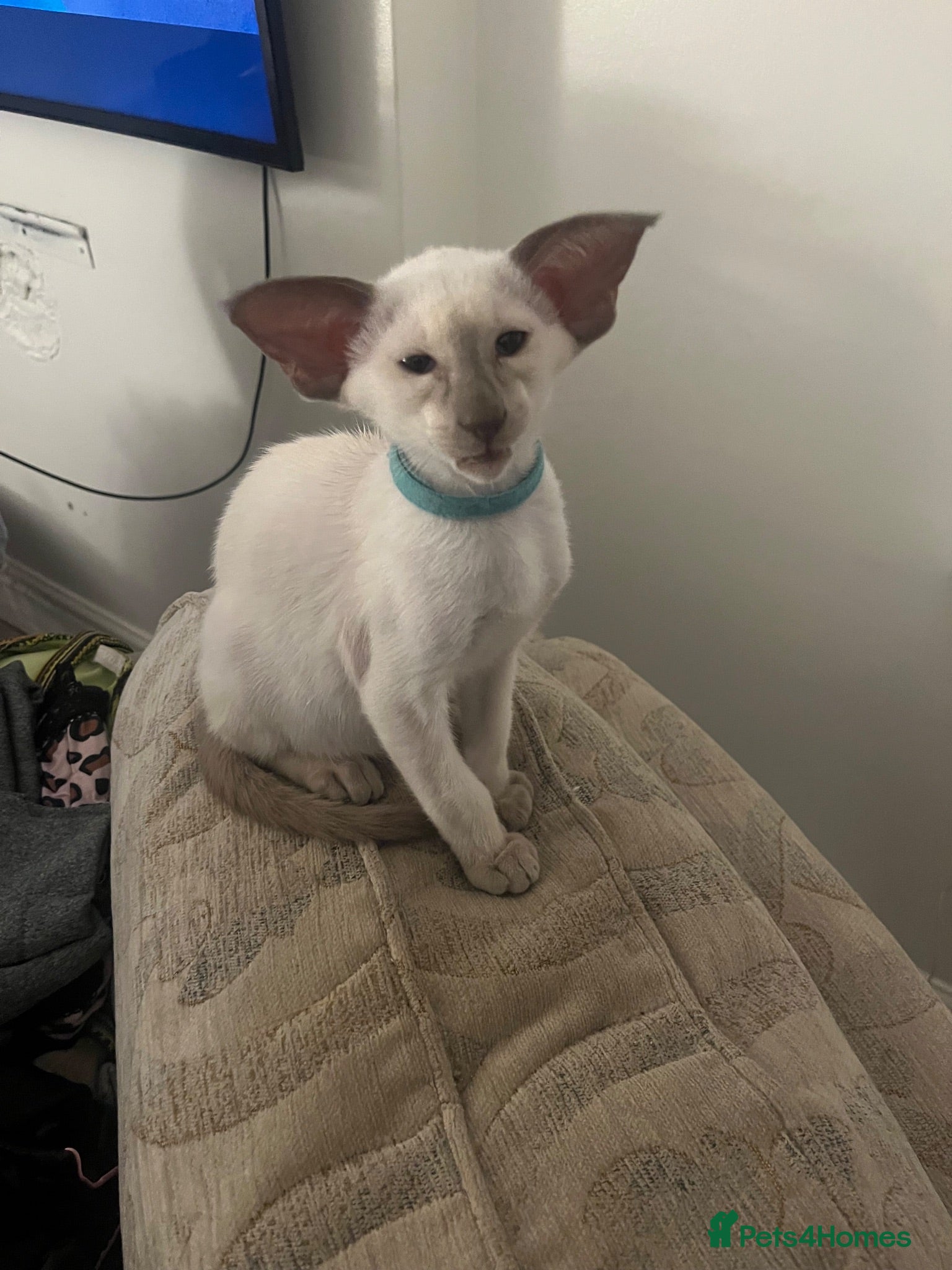 Siamese cats GCCF Registered Stunning Siamese Kittens  - Advert 1