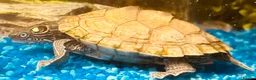 Turtle reptiles for sale: Mississippi Map Turtle in Derby - Advert 1