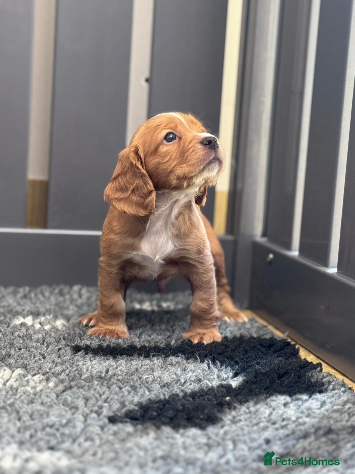 Cocker Spaniel dogs KC COCKER SPANIEL FULLY HEALTH TESTED PARENTS  - Advert 1