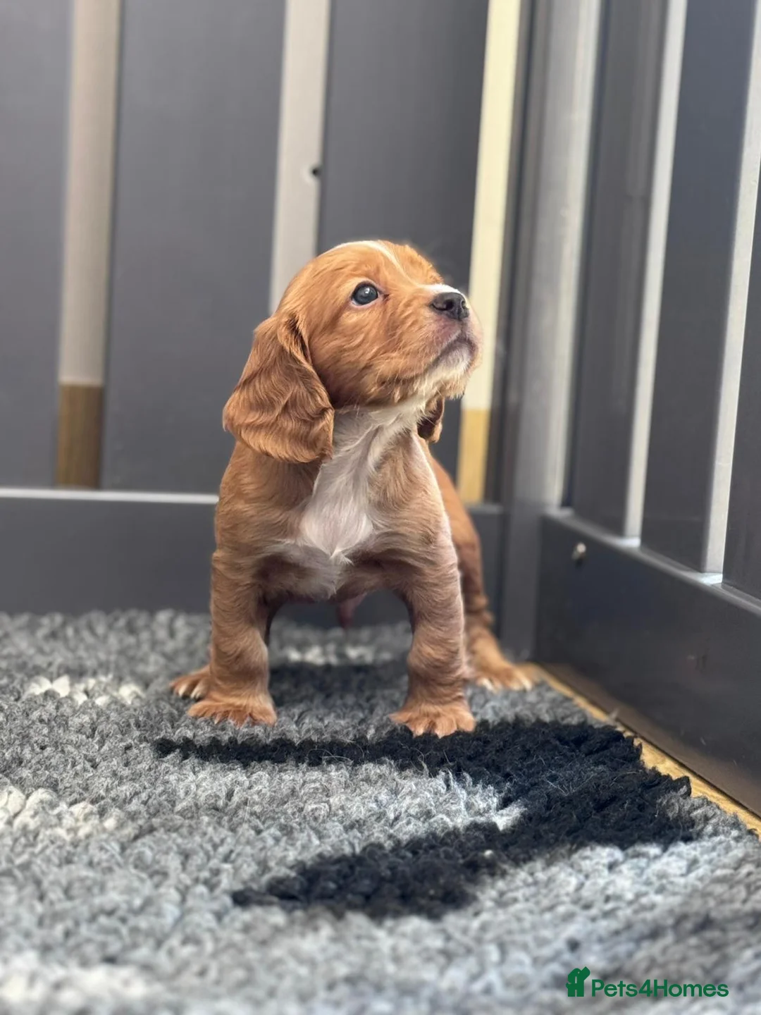 Cocker Spaniel dogs for sale: KC COCKER SPANIEL FULLY HEALTH TESTED PARENTS  - Advert 1