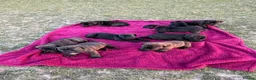 Mixed Breed dogs for sale: Cane Corso x Dogue de Bordeux stunning litter of 9 in Pulborough - Advert 12