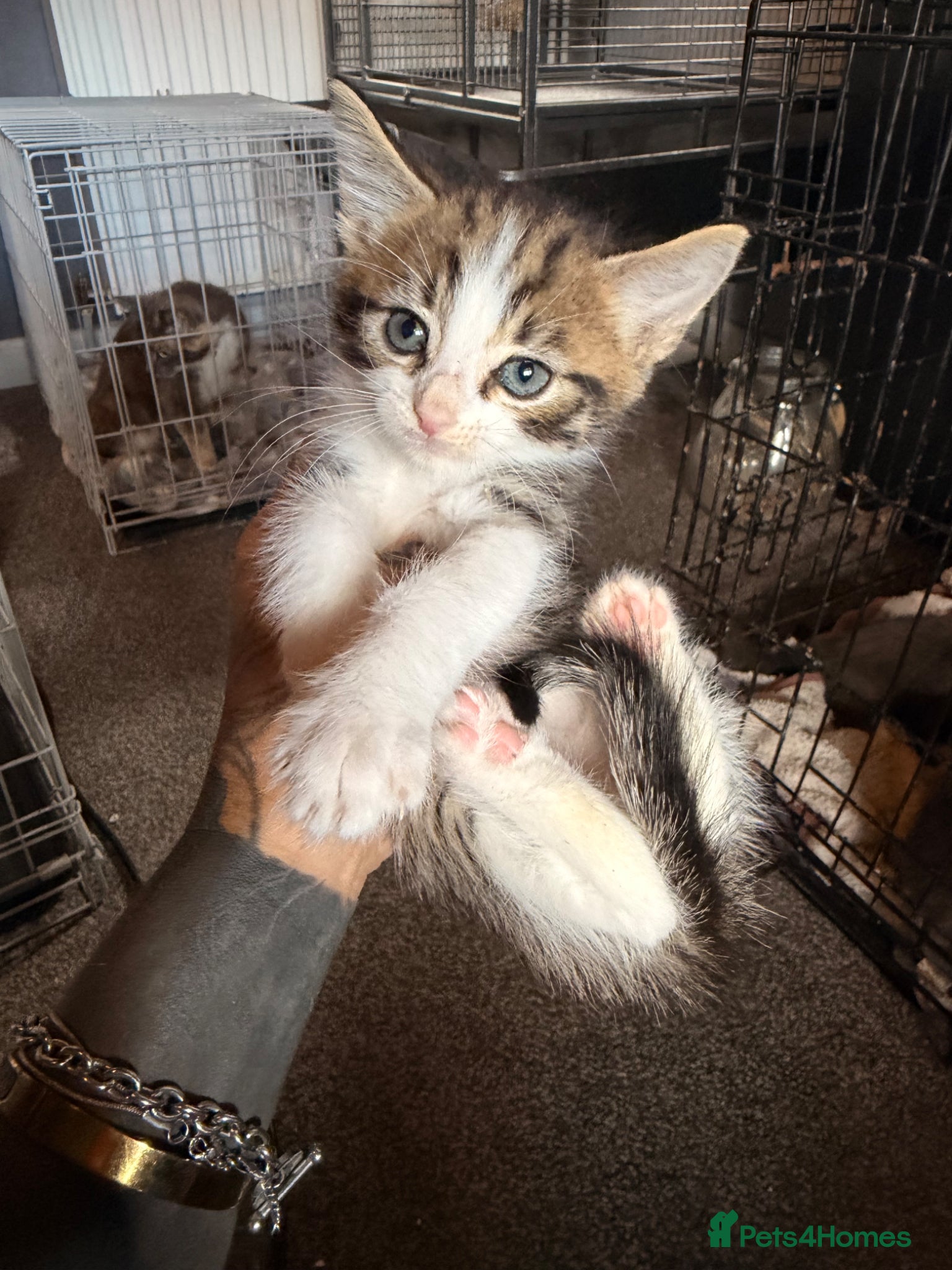 British Shorthair cats for sale: *** STUNNING KITTENS **** - Advert 3