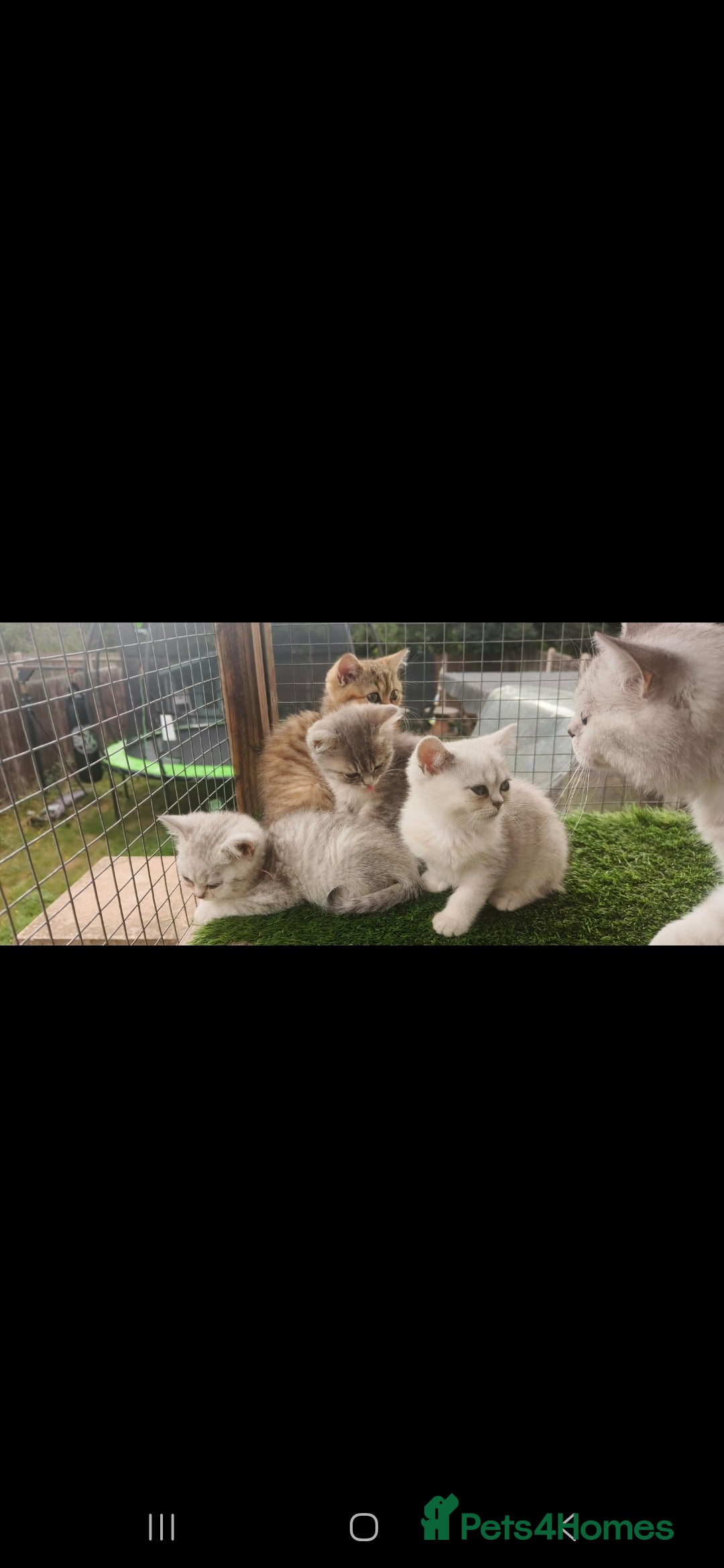 British Shorthair cats for sale: Adorable British Short hair kittens - Image 9