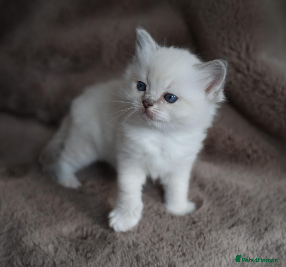 Ragdoll cats for sale: GCCF Ragdoll kittens. Lynx, Blue point, mitted. - Advert 17